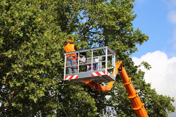 Best Tree Disease Treatment  in East Quincy, CA